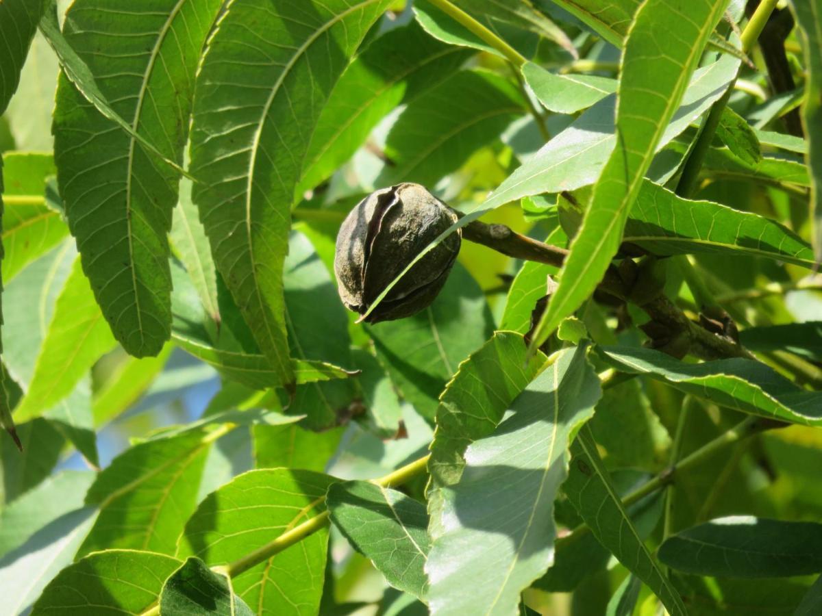 Pousada Biso Finoca Ibiraquera Imbituba  Εξωτερικό φωτογραφία